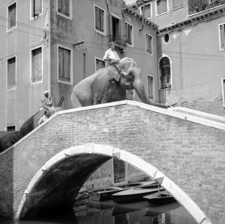 Circo Togni a Venezia, 1954. Crediti immagine Vittorio Pavan, Archivio Cameraphoto Epoche.