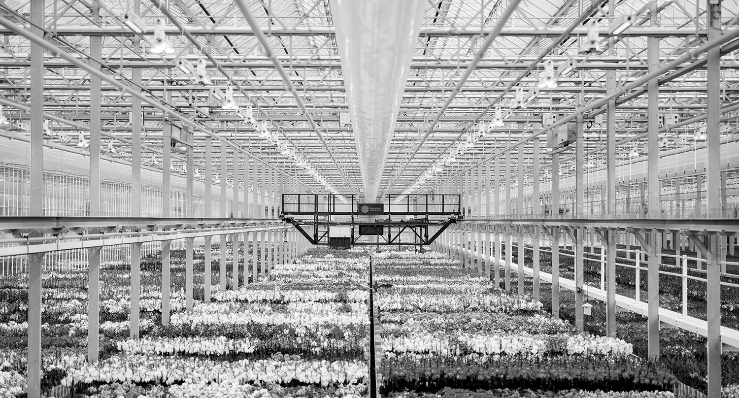 Ter Laak Orchids, interiors of a greenhouse. Wateringen, The Netherlands. Copyright Ter Laak Orchids